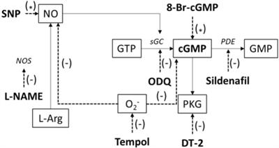 Hypoxia/Reoxygenation of Rat Renal Arteries Impairs Vasorelaxation via Modulation of Endothelium-Independent sGC/cGMP/PKG Signaling